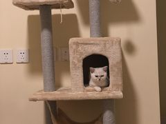 -70cat德文卷毛猫·缅因猫纯种猫舍