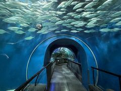 -上海海洋水族馆