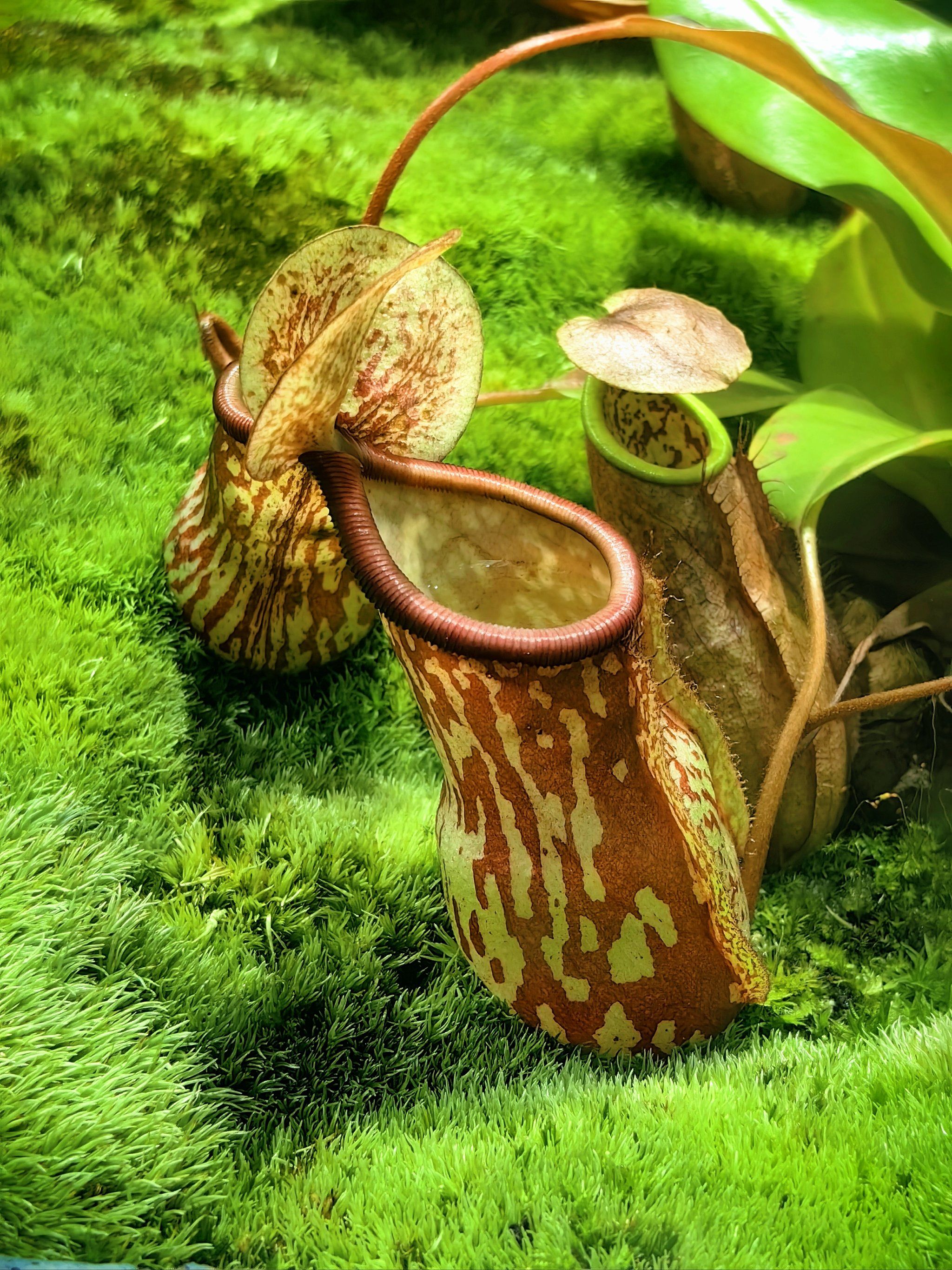 探秘国家植物园南园的小众仙境