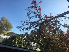 -尕胡才炕锅烤羊肉馆(八一路店)