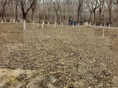 -西青郊野公园