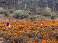 -塞罕坝国家级自然保护区