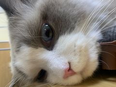 -瑞派宠物医院·24h·骨外科·皮肤科·全科宠物医疗转诊中心(沈阳浑南院)