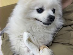 -美联众合动物医院·24h转诊中心