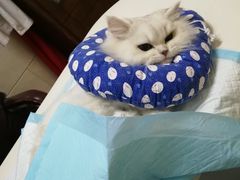 -瑞派天宁宠物医院·猫科·异宠中心