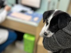 -宠福鑫康馨动物医院·骨科·眼科