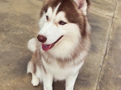 -TrueLove @ Neverland (Husky Cafe)