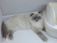 -喵的天空名猫咖啡馆·撸猫·猫舍·用品