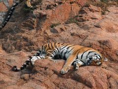 -西霞口神雕山野生动物世界