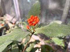 -汉拿树木园