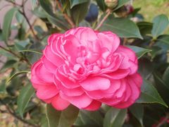 -深圳国际园林花卉博览园