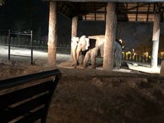 -清迈夜间动物园