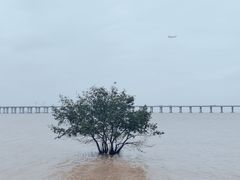 -宝安西湾红树林湿地公园