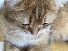 -藏猫猫咖啡主题馆(中央大道店)