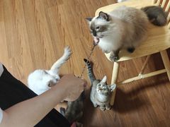 -楼上猫咖(罗湖店)