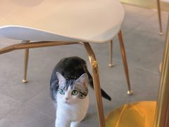-飞行喵MR PILOT|猫舍·猫咖(静安大融城店)