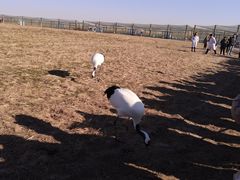 -盐城丹顶鹤湿地生态旅游区