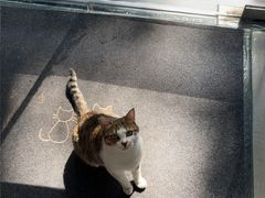 -御宝贝·A梦猫科宠物医院(国际猫友好医院)