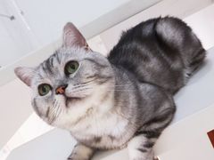 -团子家猫咪猫咖馆·柯基·柯尔鸭