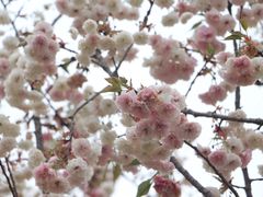 -天适樱花悠乐园