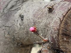 -桃花堤公园