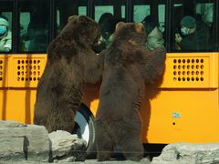 -北京野生动物园