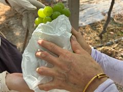 -马陆小张葡萄园农家乐