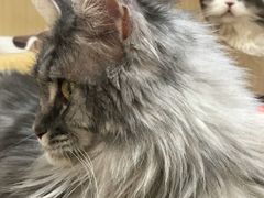 -猫和宫(六道口店)