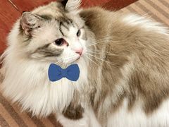 -MOCHA明星猫咖(田子坊店)
