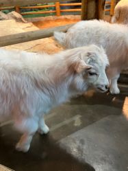 -Zoolung Zoolung动物主题公园(海信广场店)