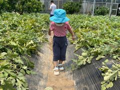 -前小桔亲子创意农场·草莓采摘·露营烧烤