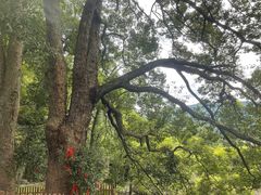 -石台牯牛降景区