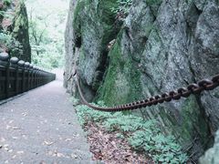 -天目山大树王景区