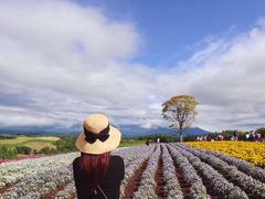 -富田农场