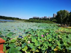 -丁香湖公园