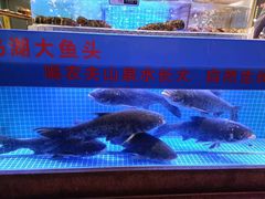 -鸽子侯·家宴·平价海鲜(绿地店)