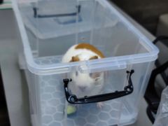 -爱侣宠医·鹦鹉专科·小型哺乳类·异宠专科(灵石路店)