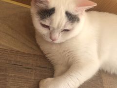 -CAT’S MEWSTAR CAFE·喵星球猫屋(晴湾咖啡店)