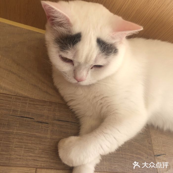 CAT’S MEWSTAR CAFE·喵星球猫屋(晴湾咖啡店)图片