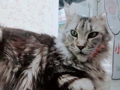 -猫小院猫主题餐厅(三里屯店)
