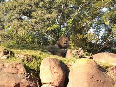 -奥兰多迪士尼动物王国乐园