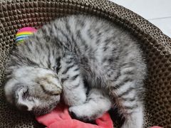 -瑞派宠物医院(搏威敦和院)