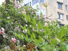 -成都市活水公园