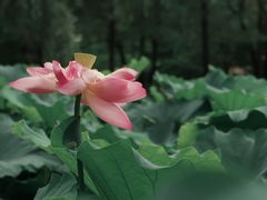 -陈家山荷花公园