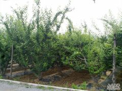 -意大利农场度假村