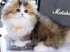 -欣宠猫屋·矮脚拿破仑·蓝金金渐层