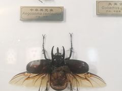 -上海昆虫博物馆