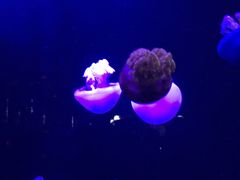 -青岛海底世界-水族馆