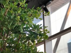 -LIN COFFEE CO(龙珠达店)