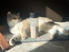 -东方名猫馆·英短金渐层布偶猫舍(环线广场1号楼店)